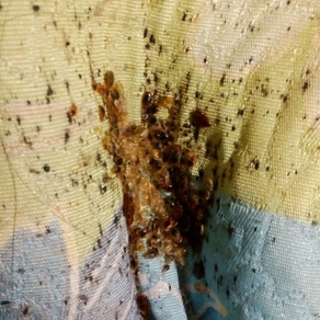 Обработка от насекомых в квартире Сургут