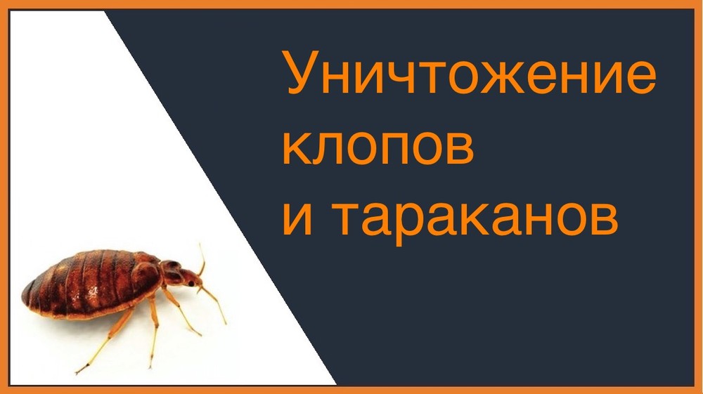 Уничтожение клопов и тараканов в Сургуте