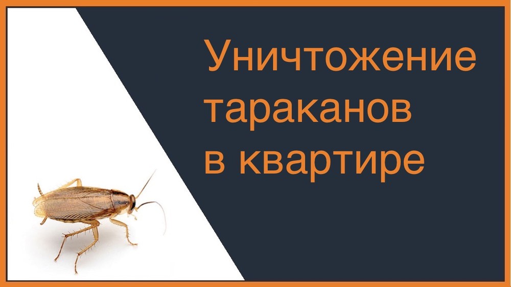 Уничтожение тараканов в квартире в Сургуте