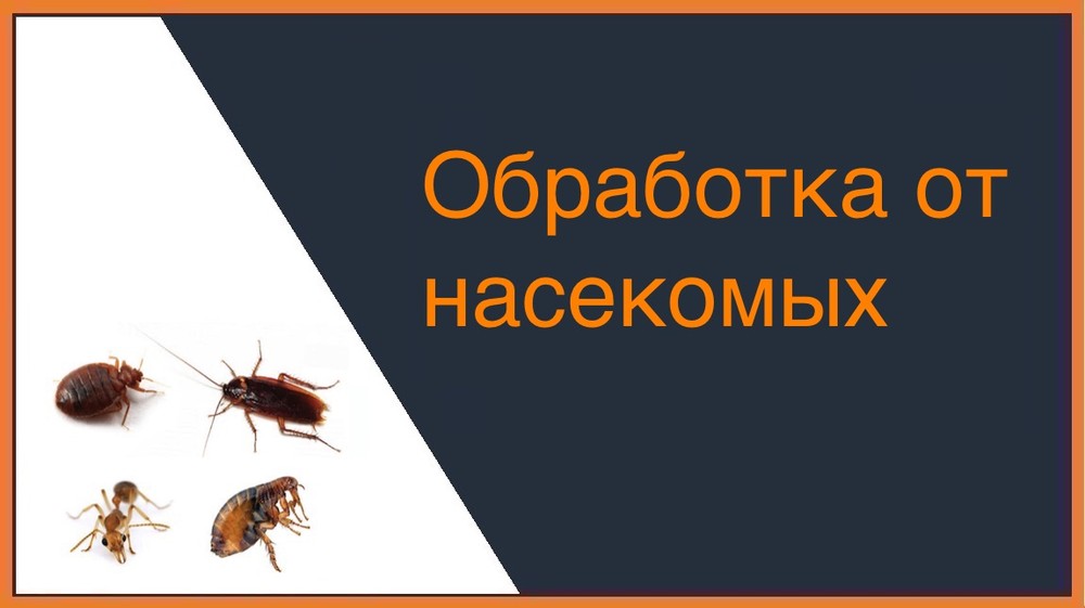 Обработка от насекомых в Сургуте