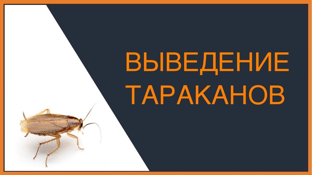 Выведение тараканов в Сургуте