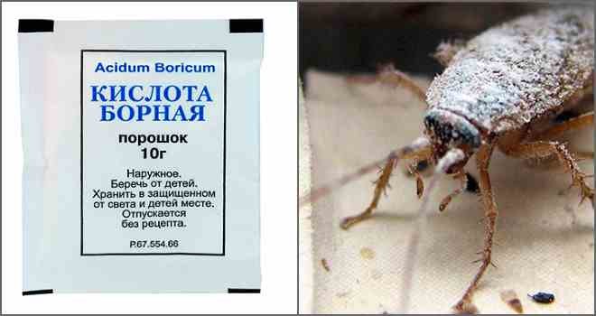 Борная кислота от тараканов – отзывы в Сургуте