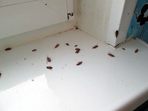 Дезинфекция от тараканов в Сургуте – цены