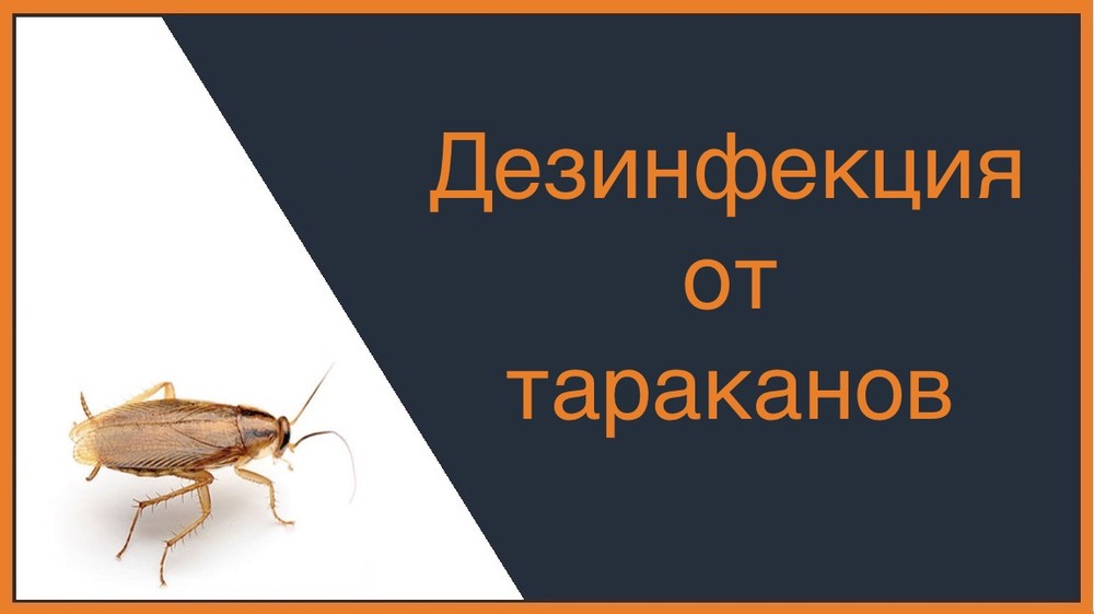 Дезинфекция от тараканов в Сургуте