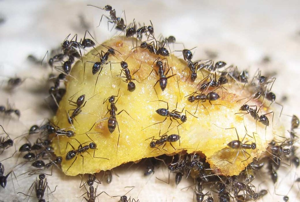 Уничтожение муравьев в квартире в Сургуте